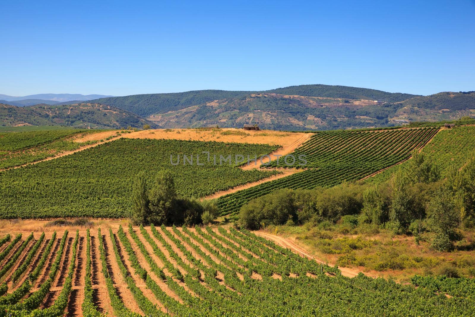 View of vineyards in the Spanish countryside, territory of Villafranca del Bierzo