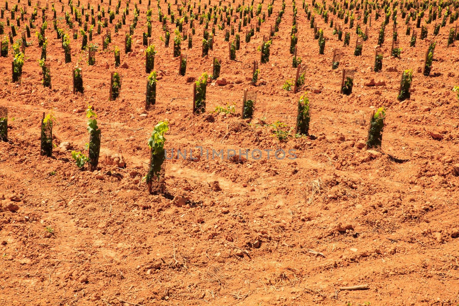 View of vineyards in the Spanish countryside, territory of Villafranca del Bierzo