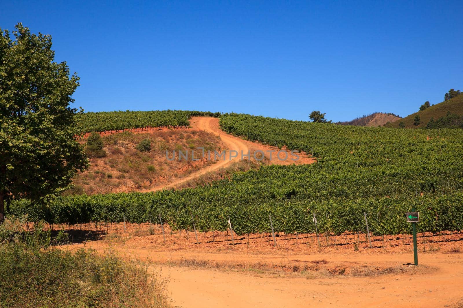 View of vineyards in the Spanish countryside, territory of Villafranca del Bierzo