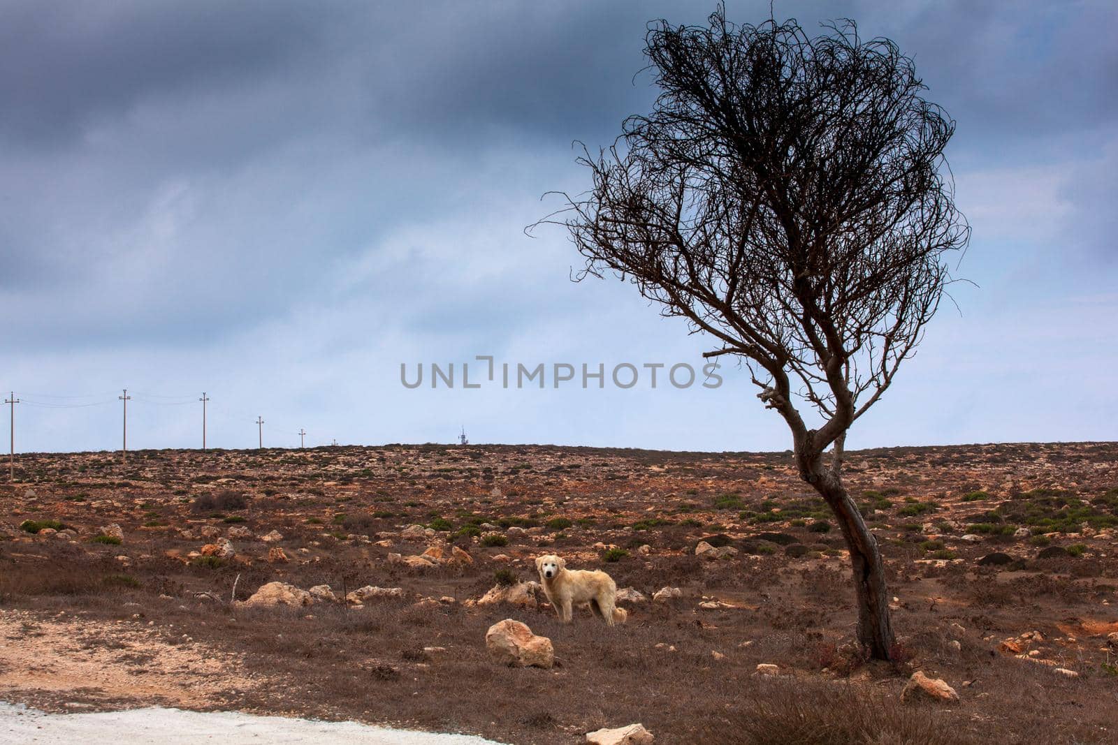 Stray dog under the tree in the Lampedusa countryside