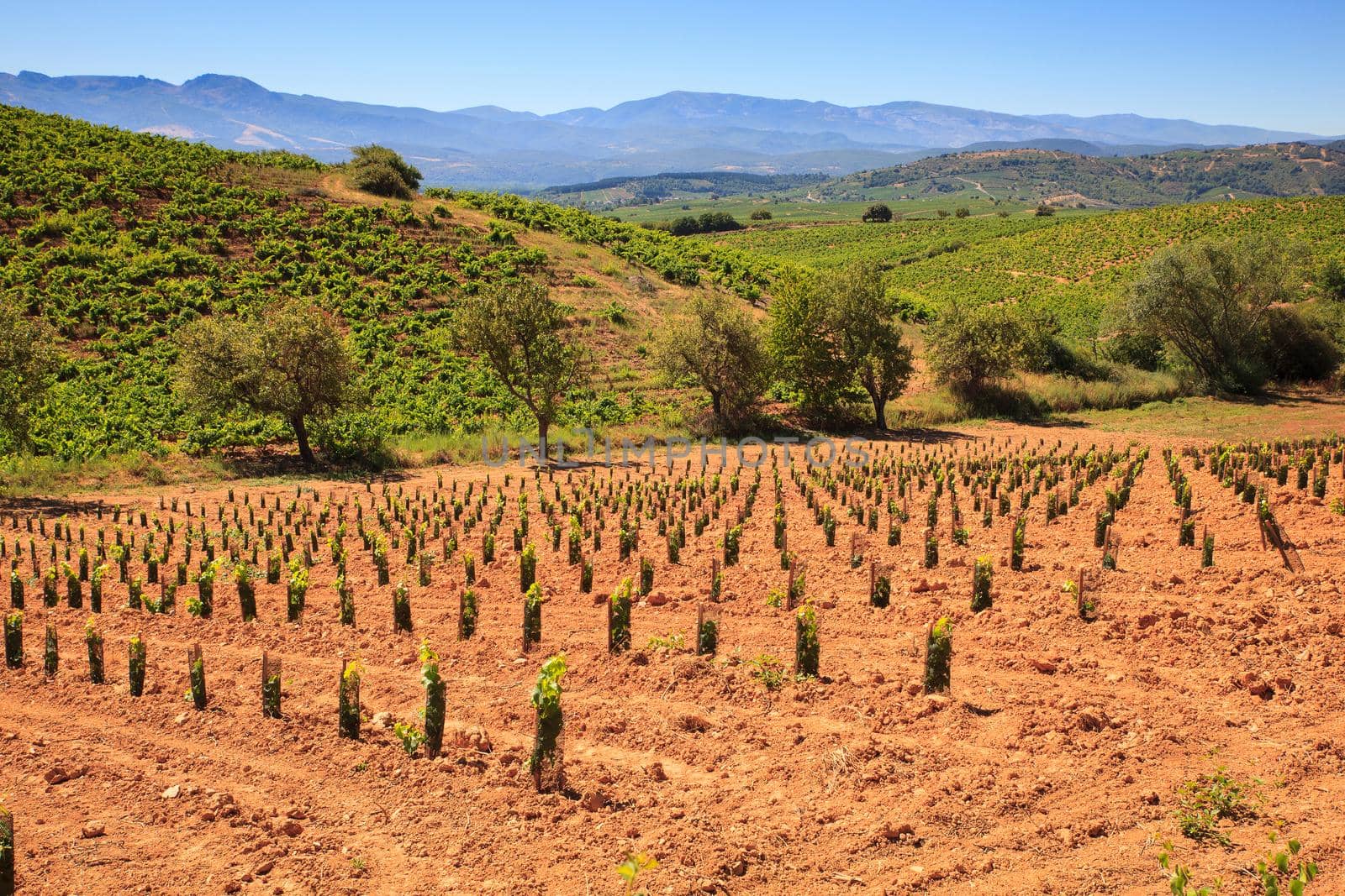 View of vineyards in the Spanish countryside, territory of Villafranca del Bierzo