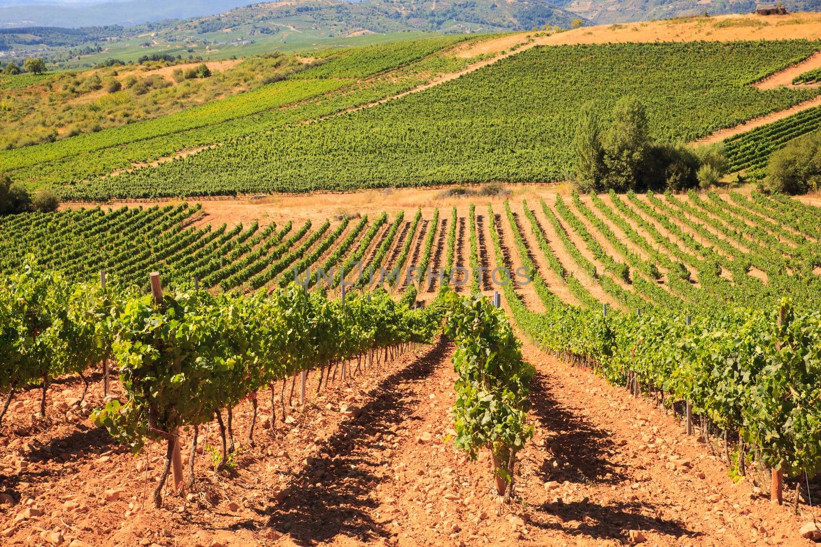 View of vineyards in the Spanish countryside, territory of Villafranca del Bierzo