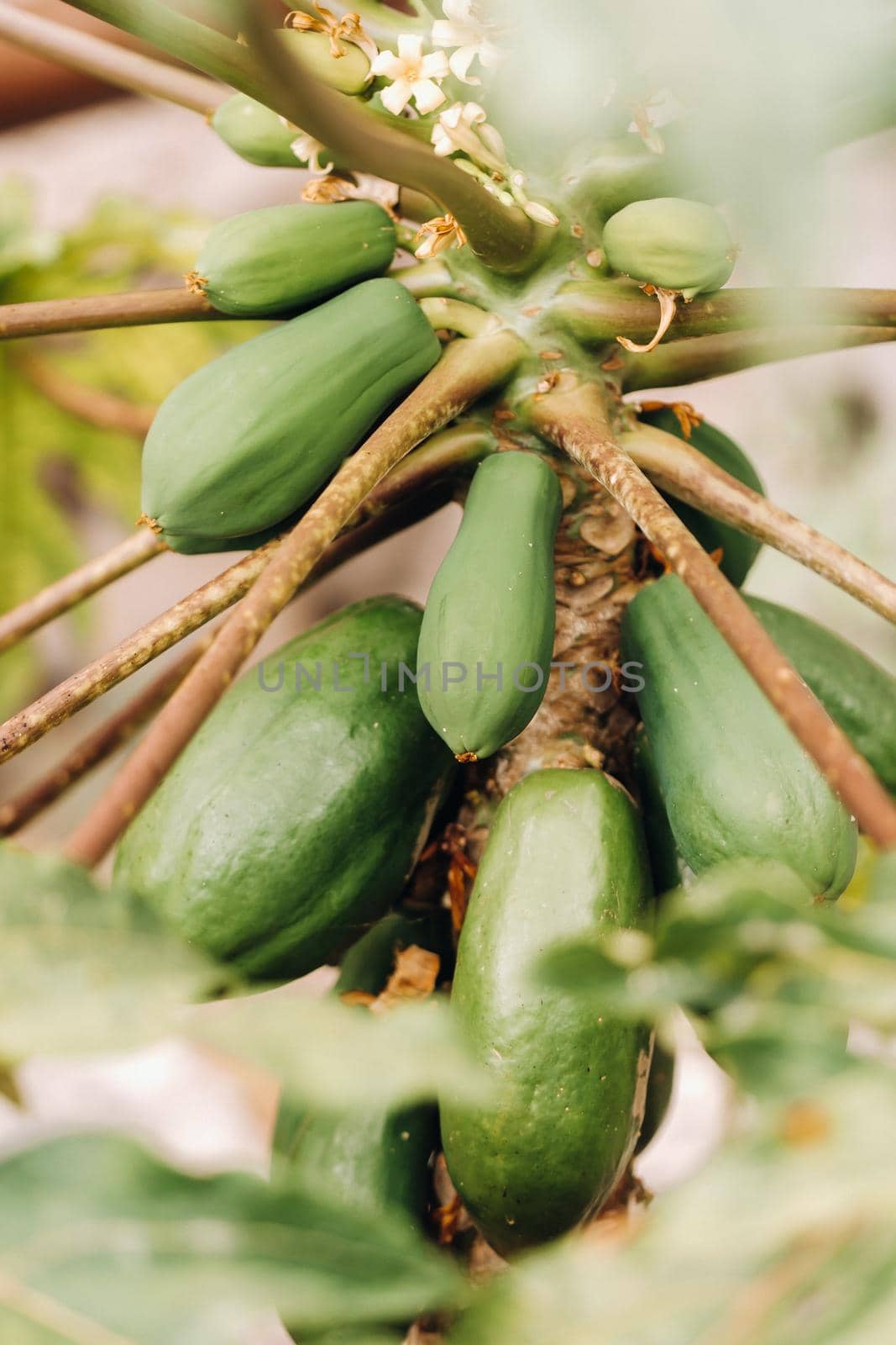 green papaya fruit hanging on the tree. Papaya plantation.Papaya in the Canary Islands.Tenerife.