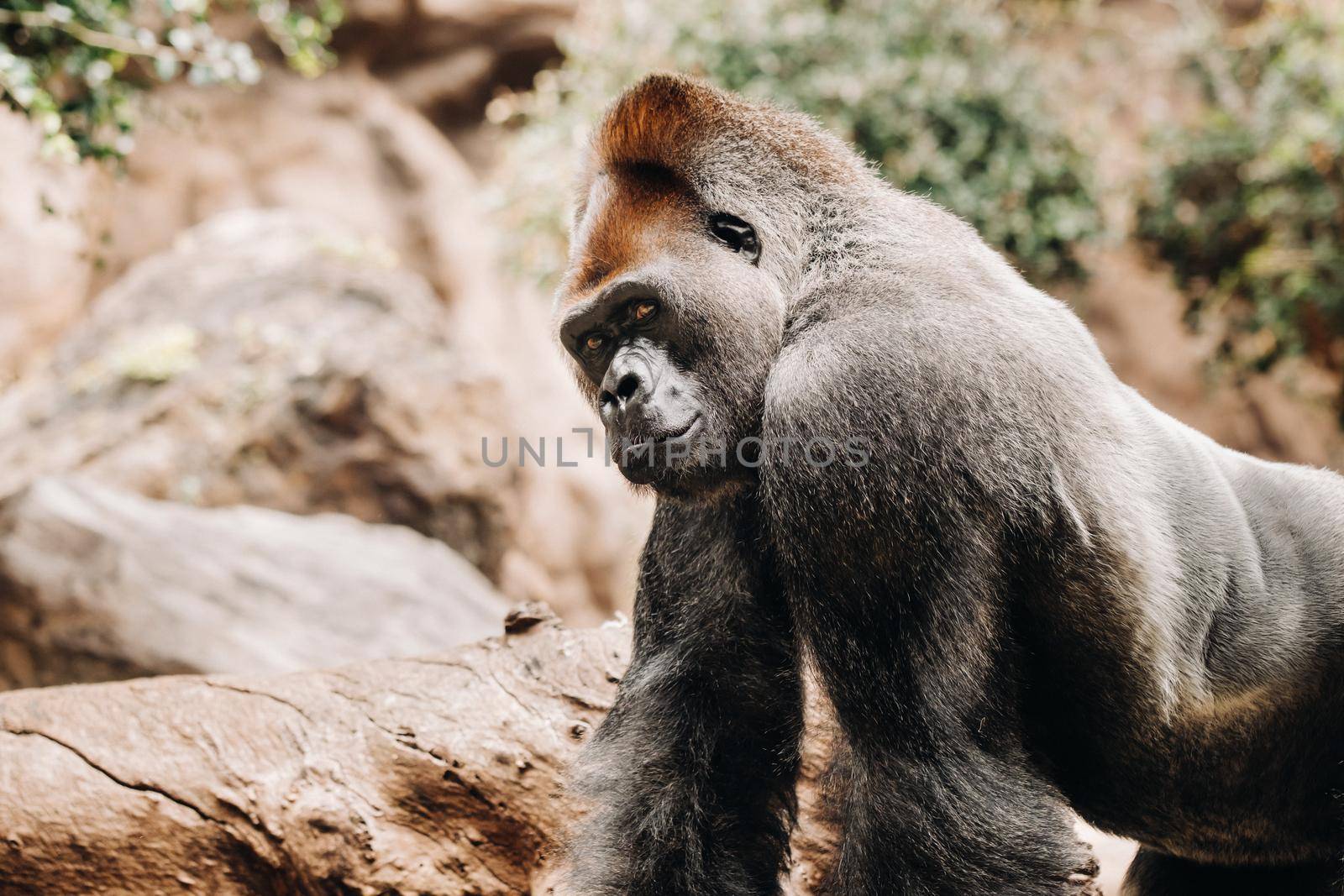 a Western lowland Gorilla with a pouty expression.The gorilla looks at me by Lobachad