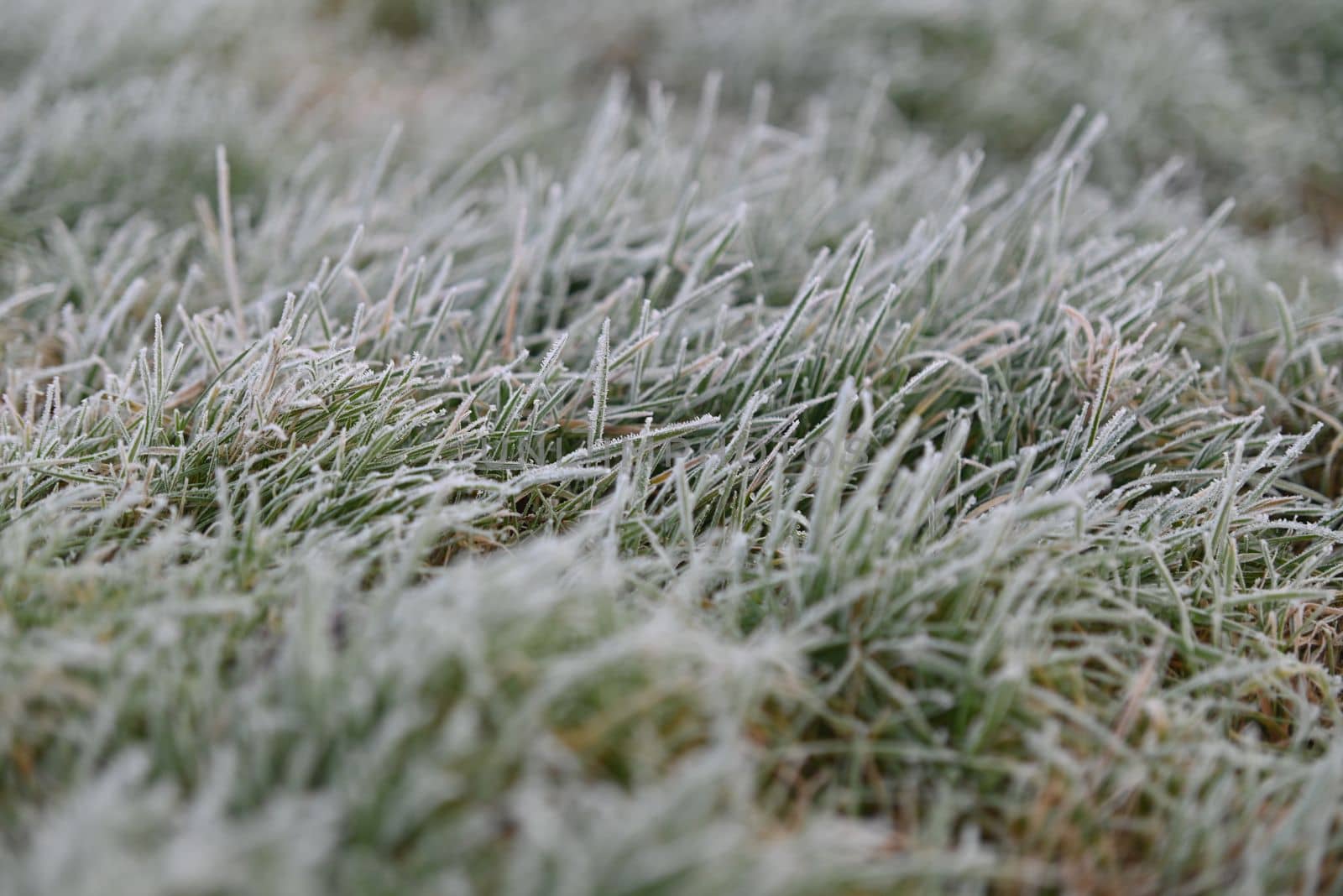 Frozen green grass as a close up by Luise123