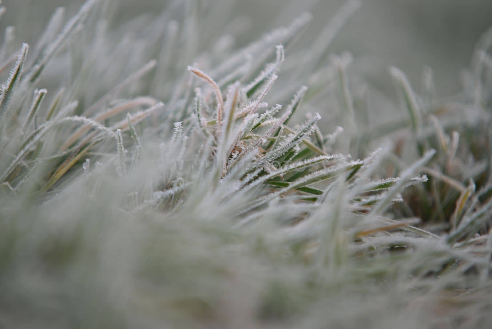 Frozen green grass as a close-up