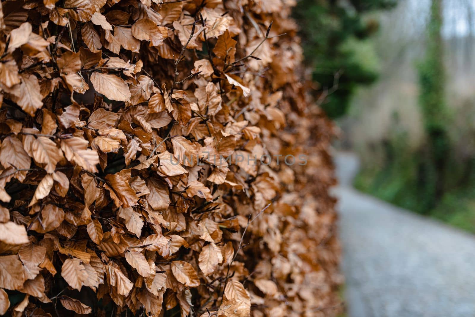 Hedge growing by the street with yellow leaves in automn.