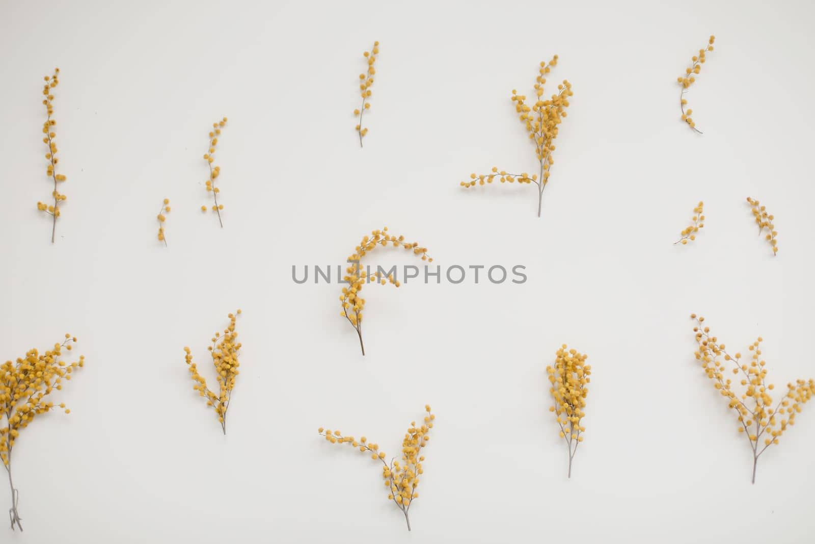floral pattern of mimosa flowers on white backdrop. Copy space. Floral frame. High quality photo
