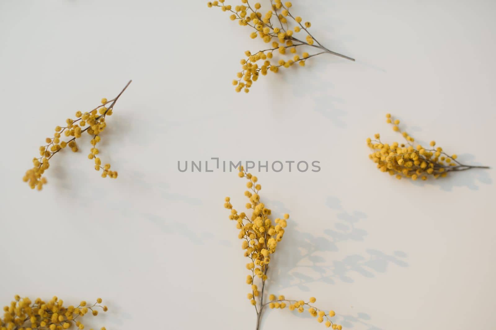 floral pattern of mimosa flowers on white backdrop. Copy space. Floral frame. High quality photo