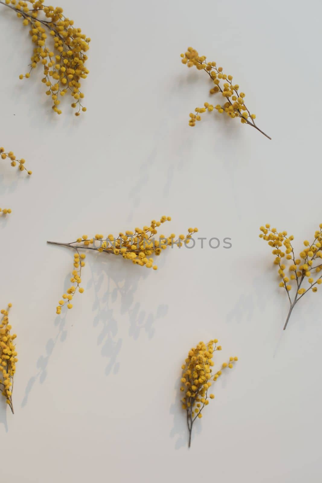 floral pattern of mimosa flowers on white backdrop. Copy space. Floral frame. High quality photo