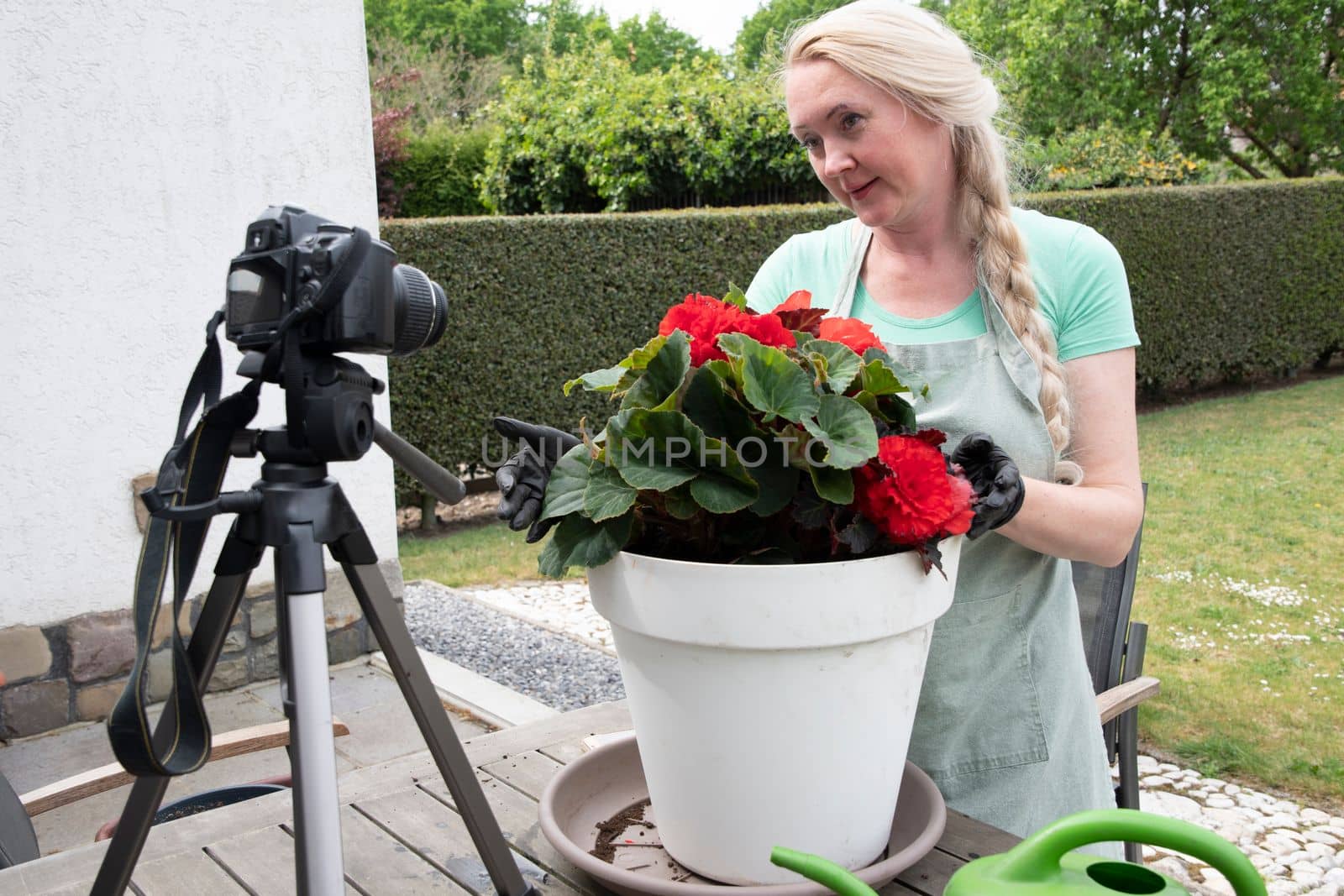 Middle-aged blonde woman watering seedlings of red begonia flower while blogging on social media about gardening, how to transplant flowers into a large pot High quality photo