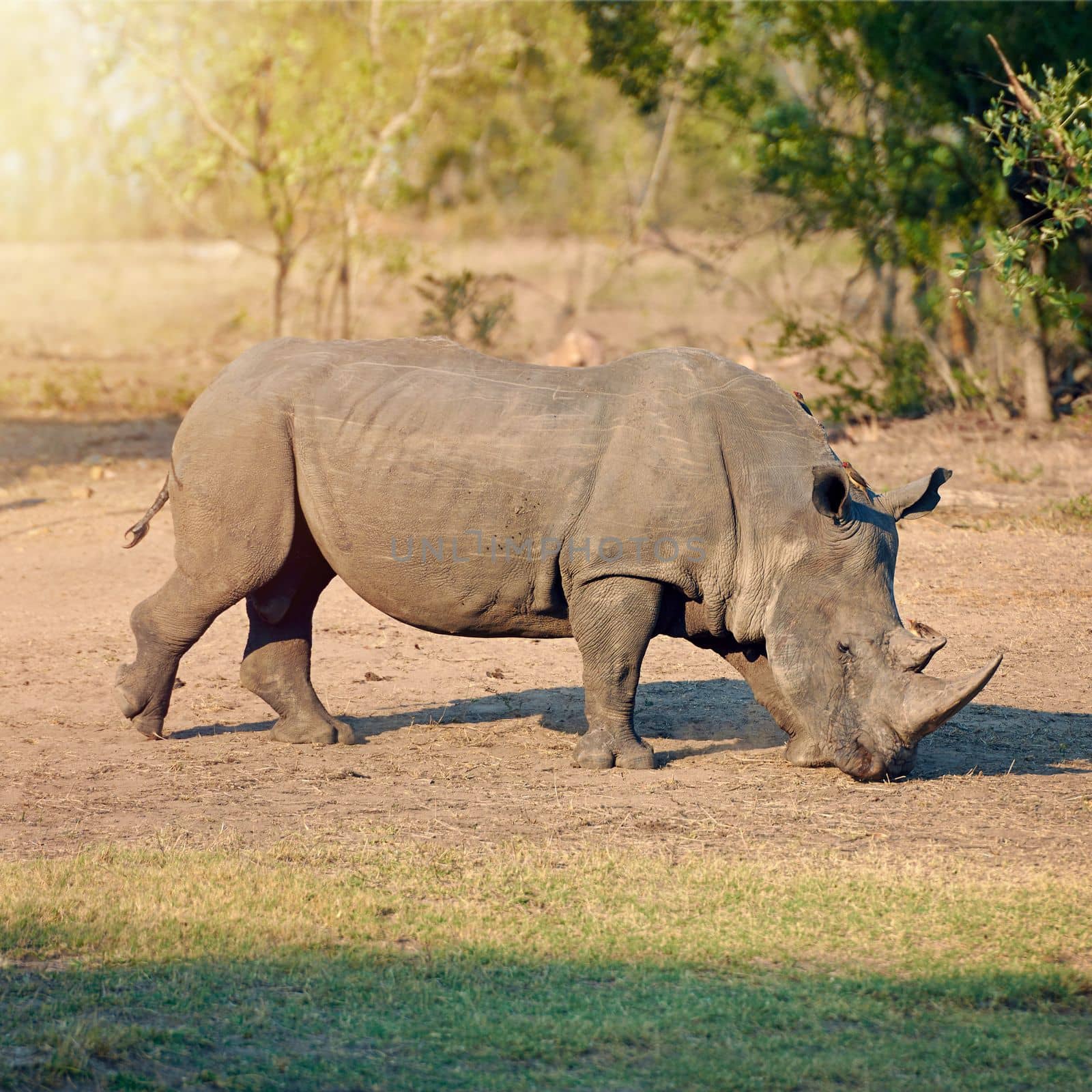 Its a great day to be a rhino. Full length shot of a rhinoceros in the wild