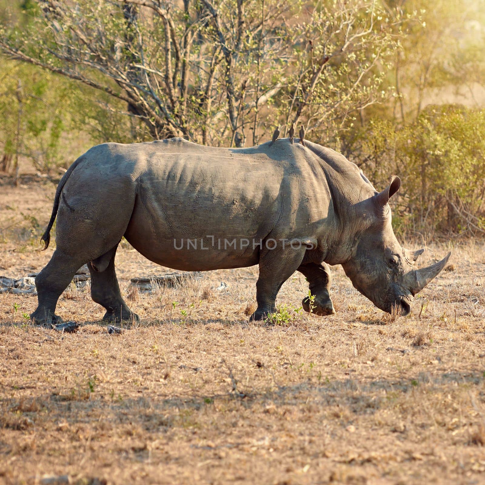 Lets keep these rhinos safe. Full length shot of a rhinoceros in the wild
