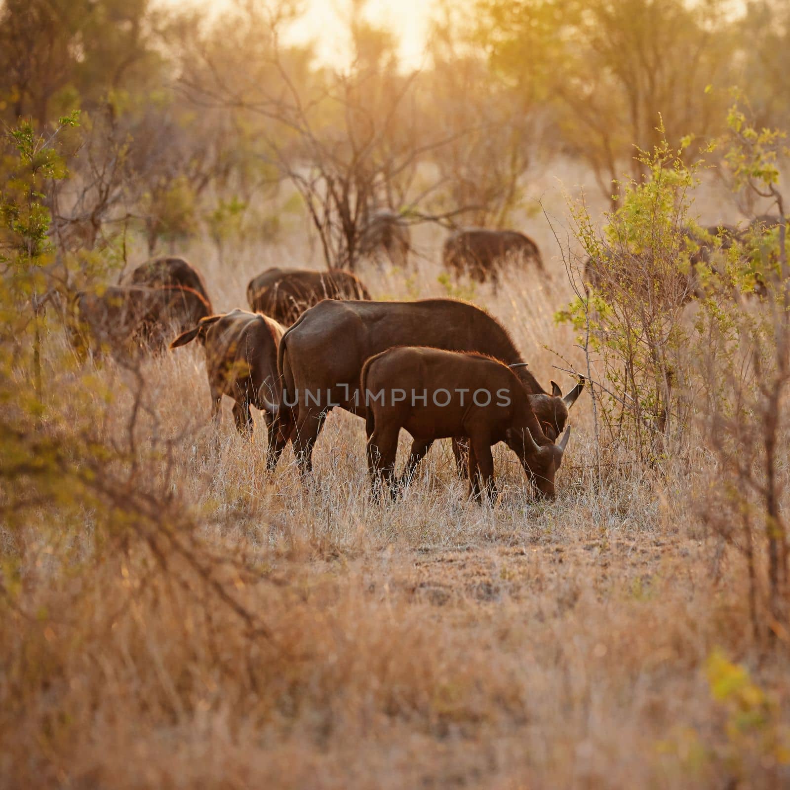 Safety in numbers. Full length shot of a group of buffalo on the African plains. by YuriArcurs