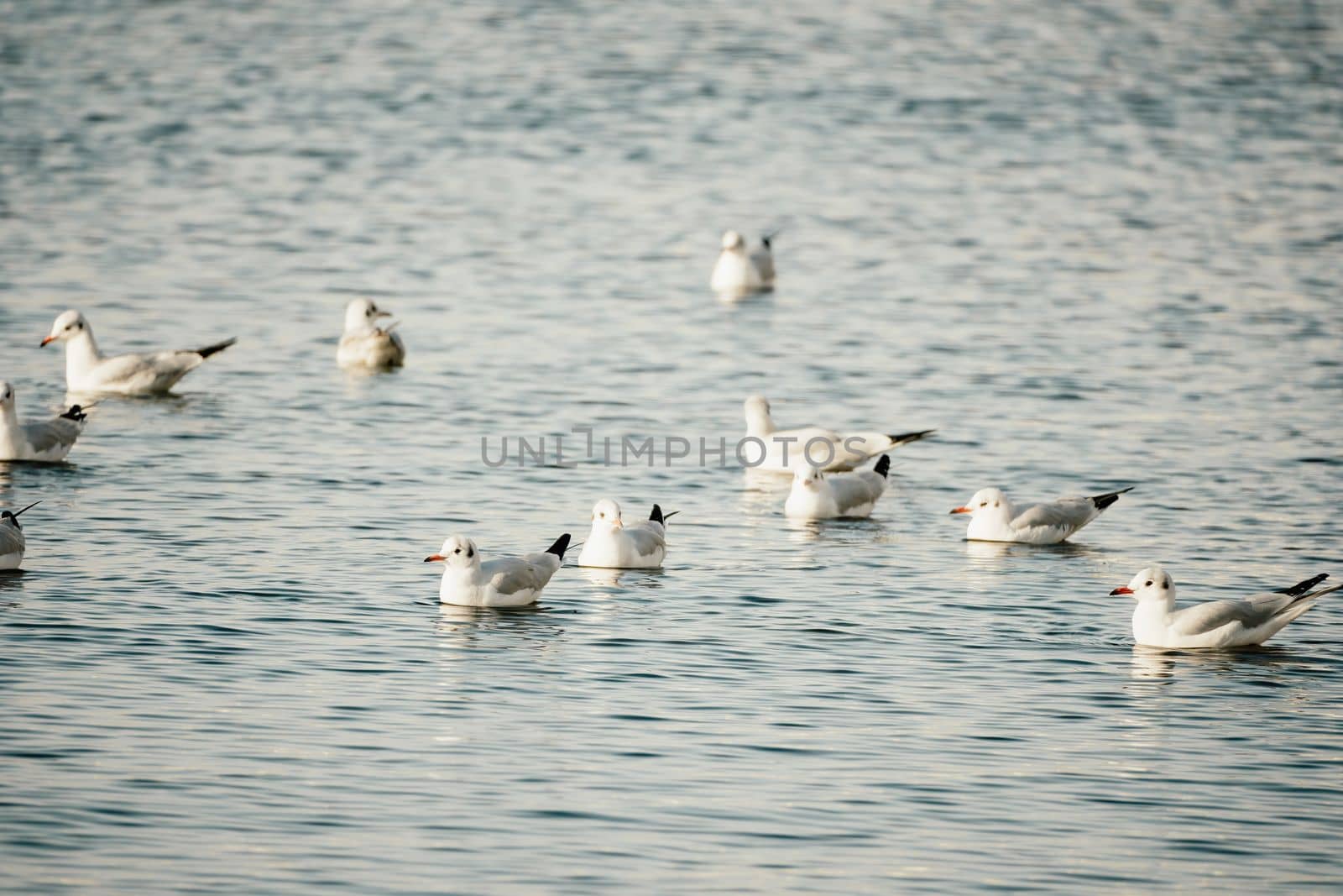 Seagulls flying in sunset sky. A flock of the seagull birds flies under a dark sky after sunset, over the sea along the rocky coast. Freedom concept