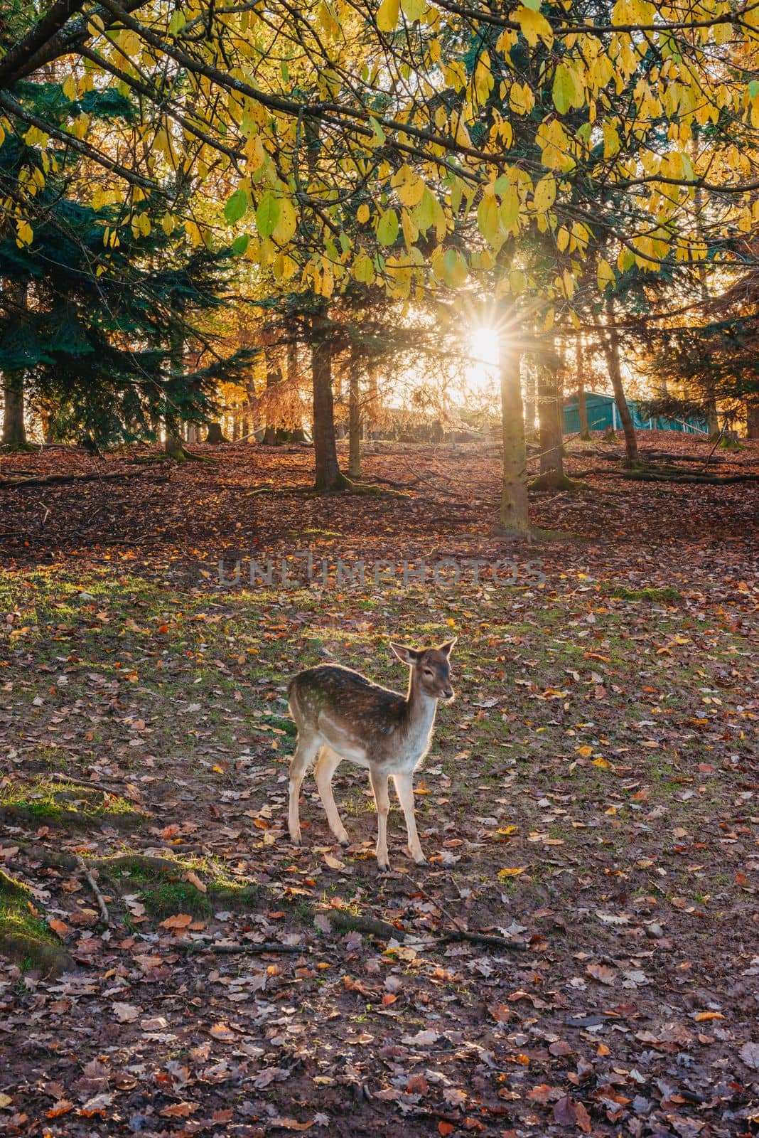 Young wild deer, standing in the forest, morning light. deer in the forest. rays of the sun. sunset