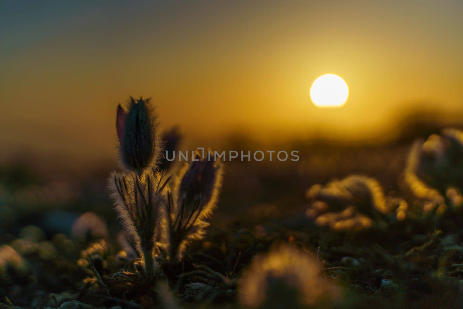 Dream-the beautiful grass Pulsatilla patens blooms in the spring in the mountains. The golden hue of the setting sun. Atmospheric spring background.