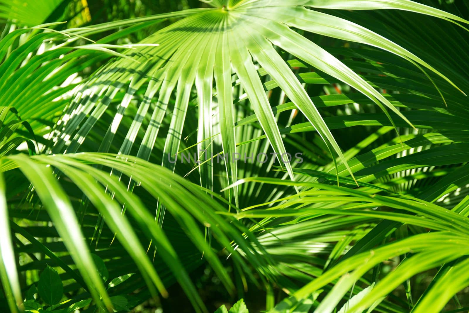 Close up Green Palm Tree Leaves with Harsh Shadows from the Sun.