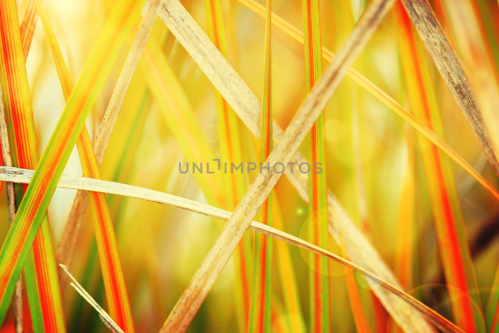 A photo of harvest time. A closeup of a plant - ALL design on this image is created from scratch by Yuri Arcurs team of professionals for this particular photo shoot. by YuriArcurs