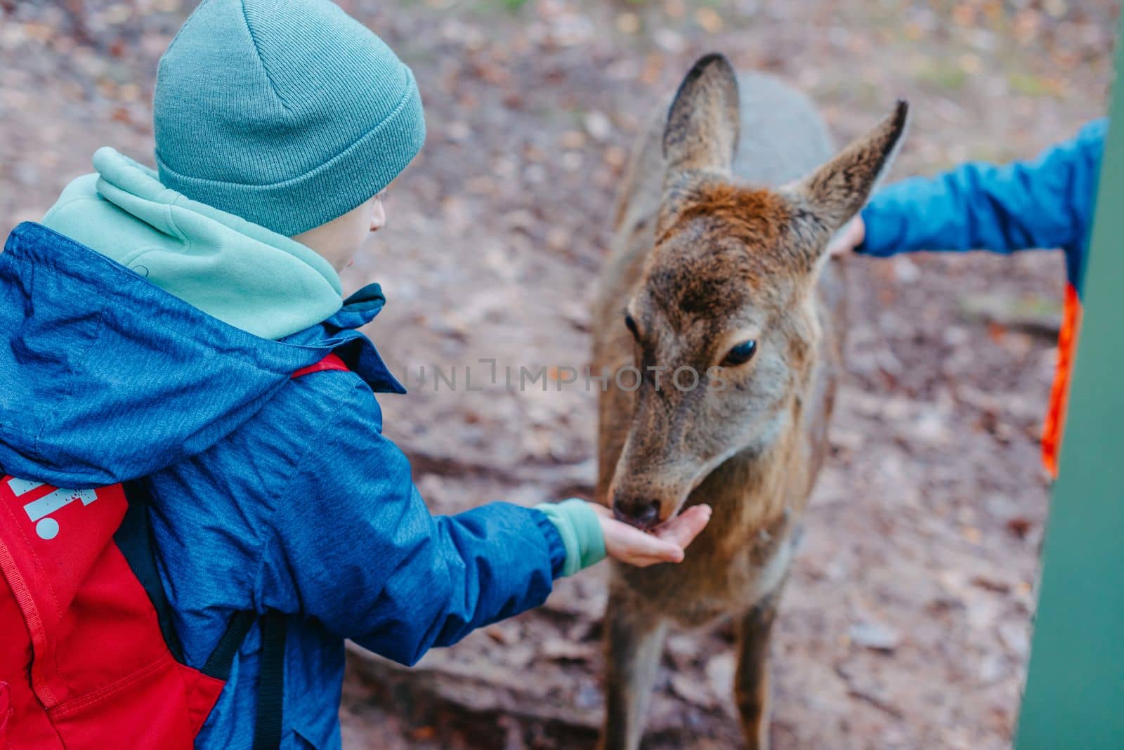 Cute child feeding a fawn. Cute little boy is feeding a baby fawn in the forest. Image with selective focus. The boy feeds the deer with leaves, the reserve, wild animals, the connection of animals with people. Pretty boy with graceful animal at park. Kids adaptation.