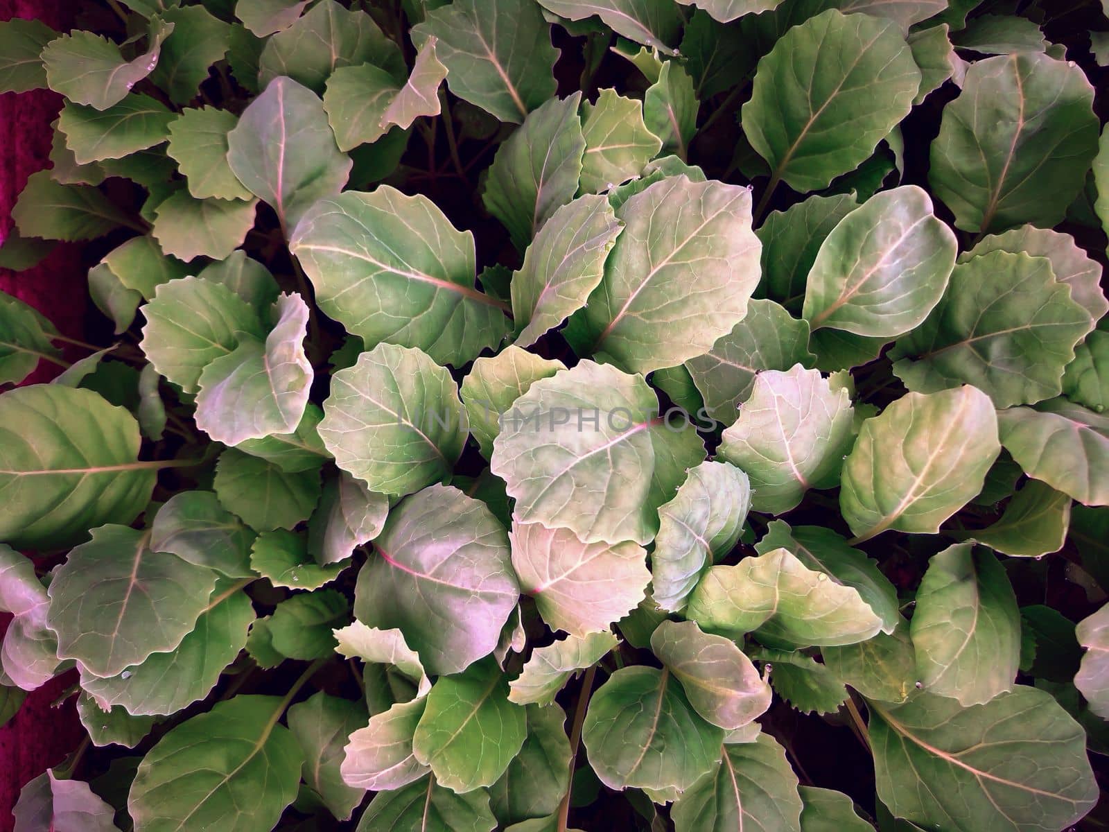 In the ground of the greenhouse, seedlings of young cabbage plants are grown.