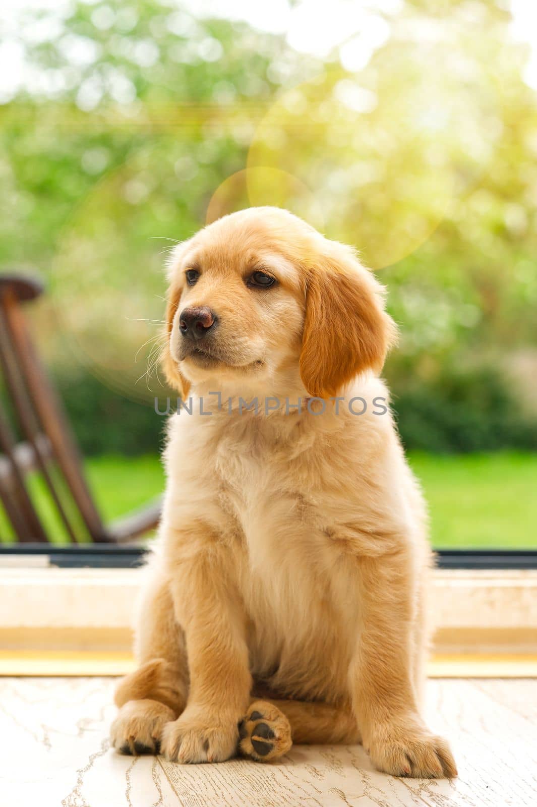 cute hovawart young puppy. Lovely Golden retriever puppy. sweet puppy on sunny day