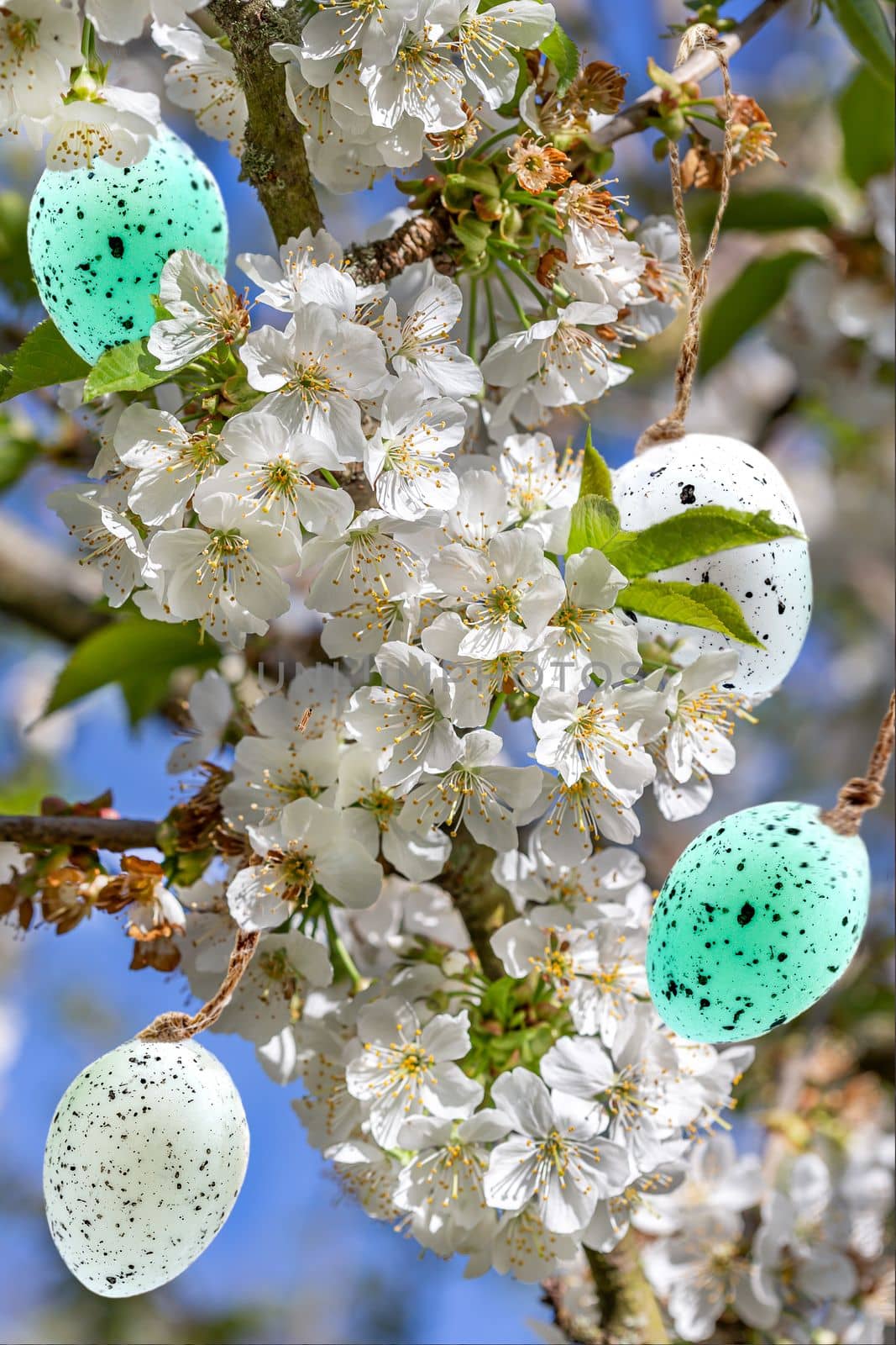 Easter-Eggs stuck in a cherry blossom. by JPC-PROD