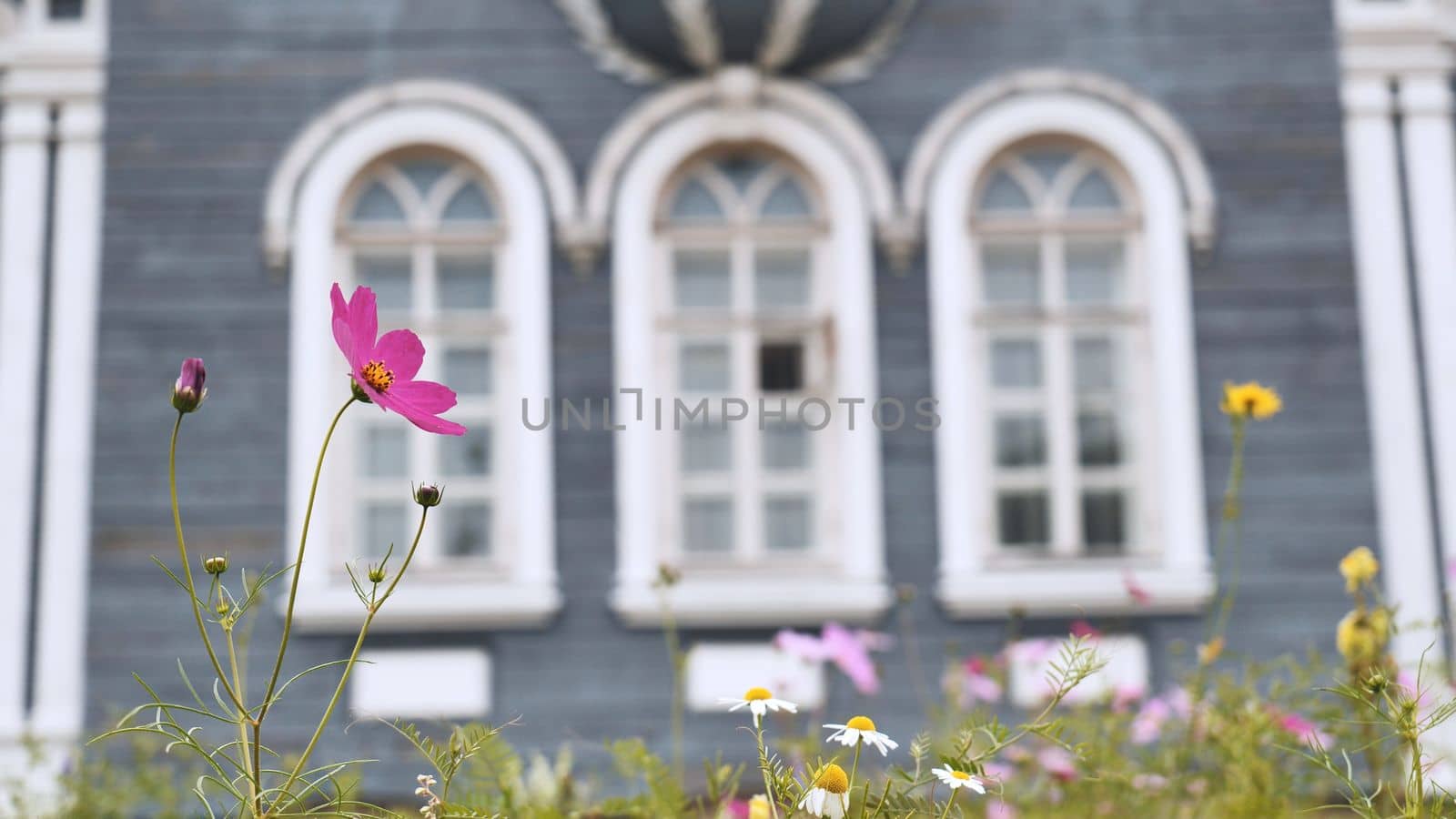 Cosmea flowers on the background of the beautiful windows of the house