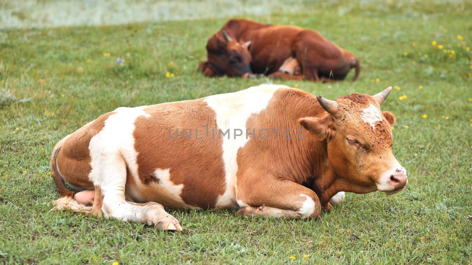 Red cattle resting in the field on an overcast day