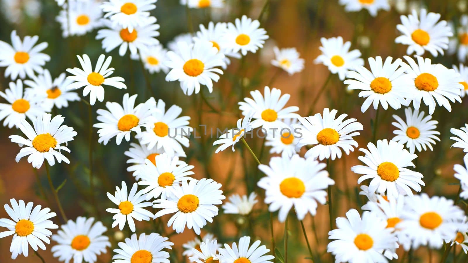 Large field daisies on a summer day in the field