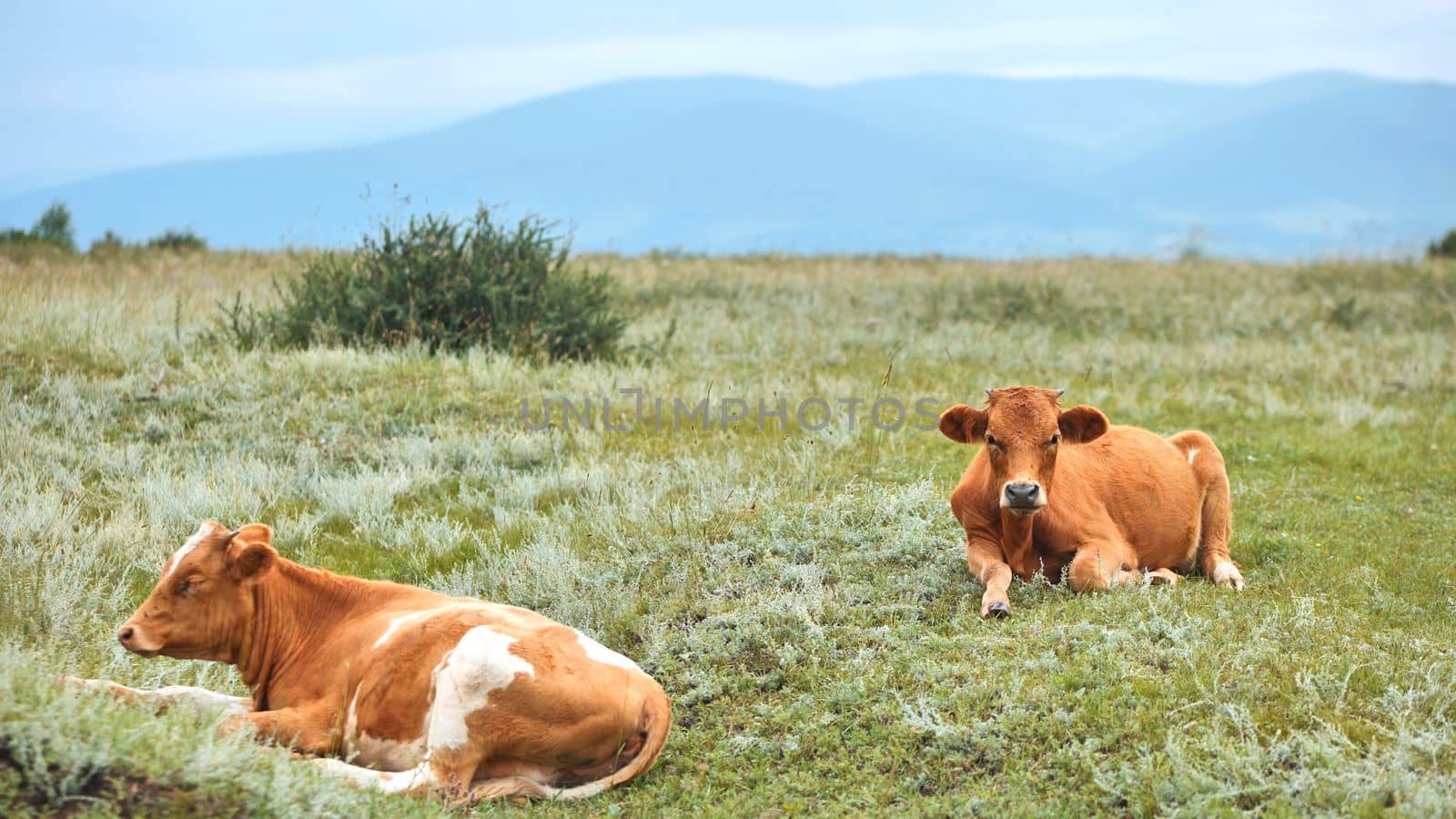 Red cattle resting in the field on an overcast day