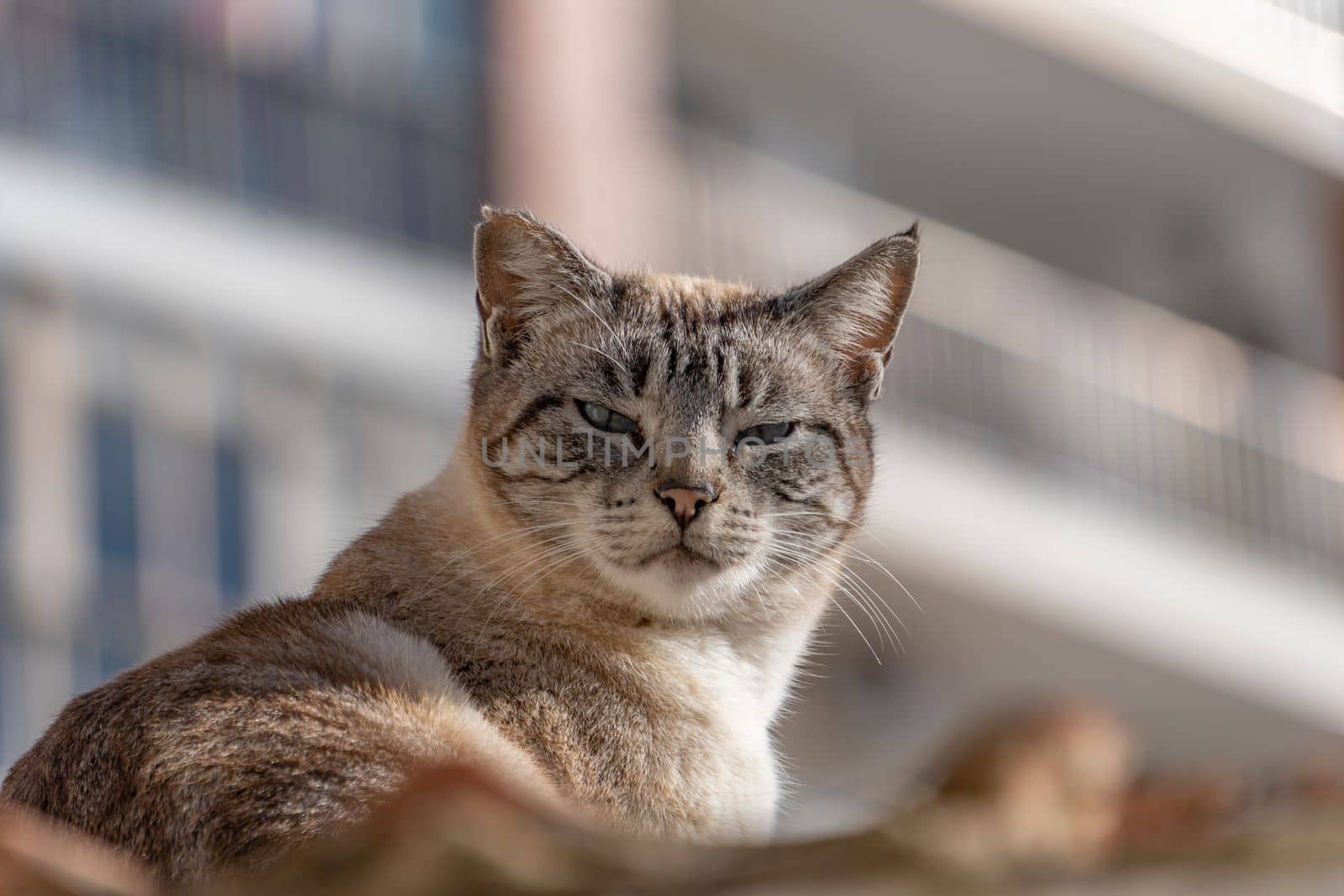 close-up of a stray cat looking at the camera with buildings in the background
