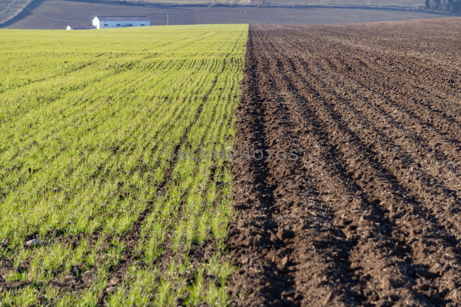 divided crop field, one side with wheat, other side without cultivation by joseantona