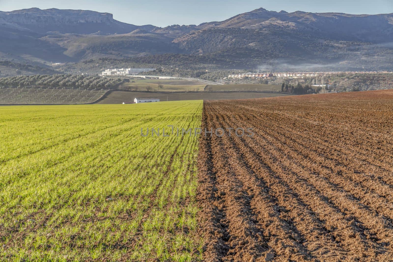 divided crop field, one side with wheat, other side without cultivation by joseantona