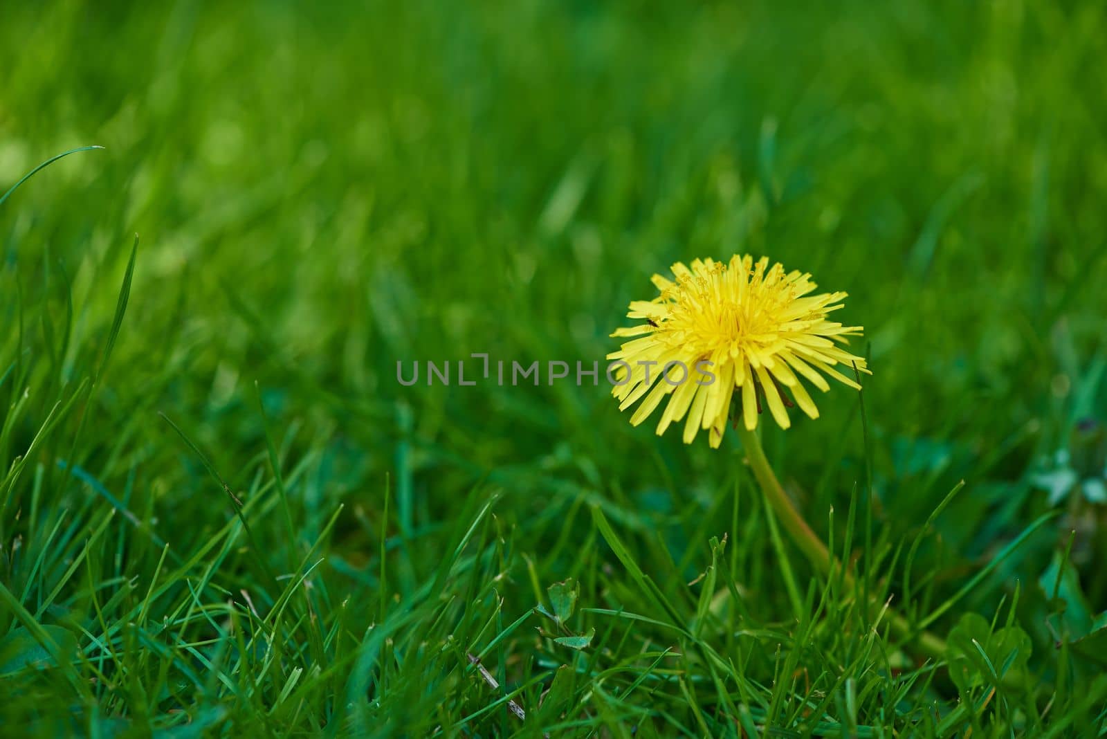 Weeds can be beautiful. A bright yellow Dandelion growing on a lawn. by YuriArcurs
