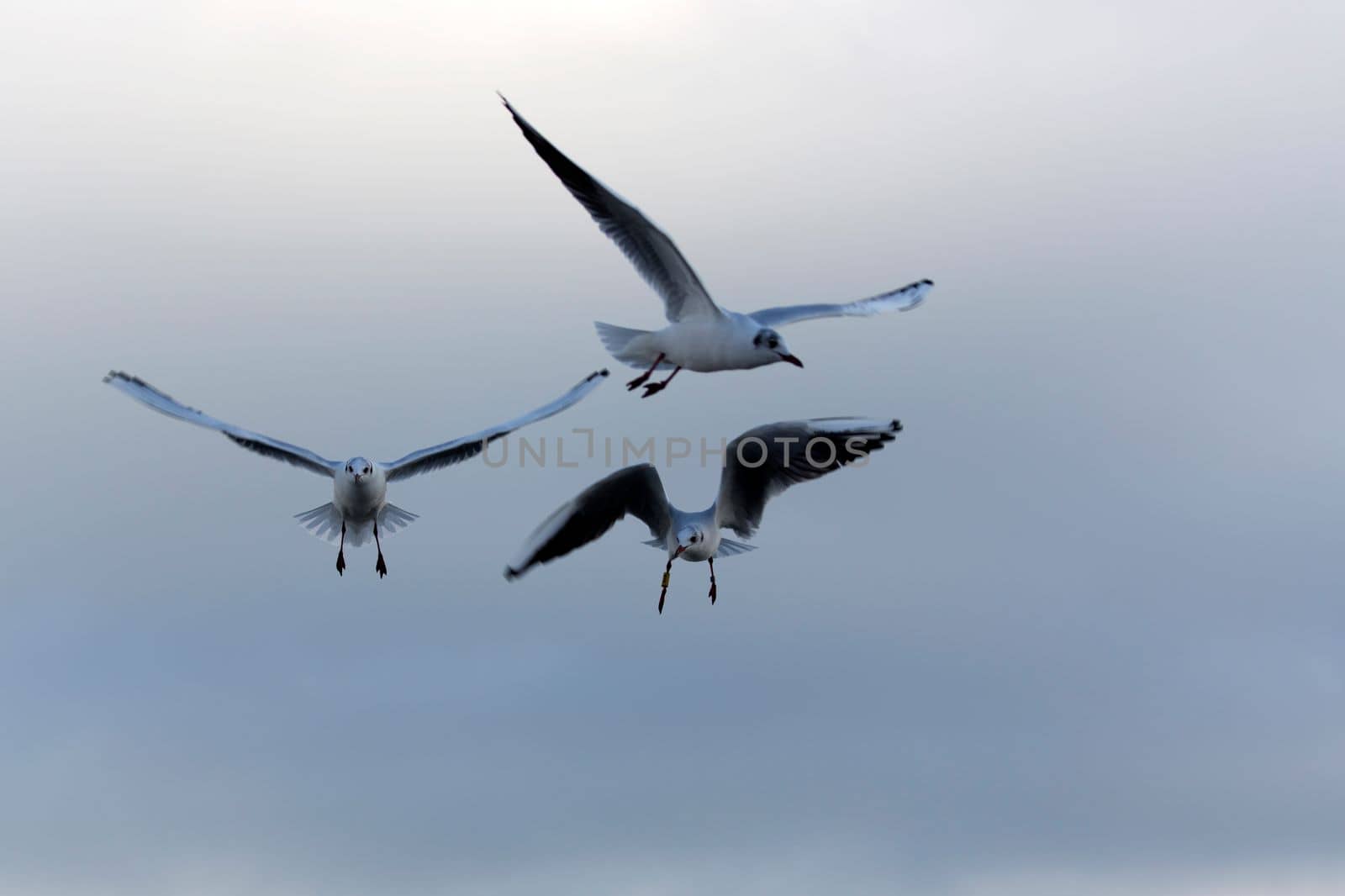 Gull in the flight in the wild