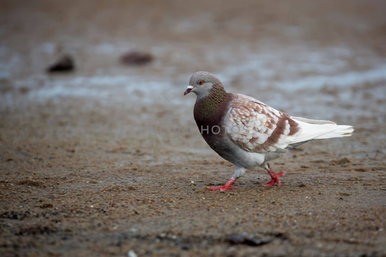 Pigeon in the run in the wild