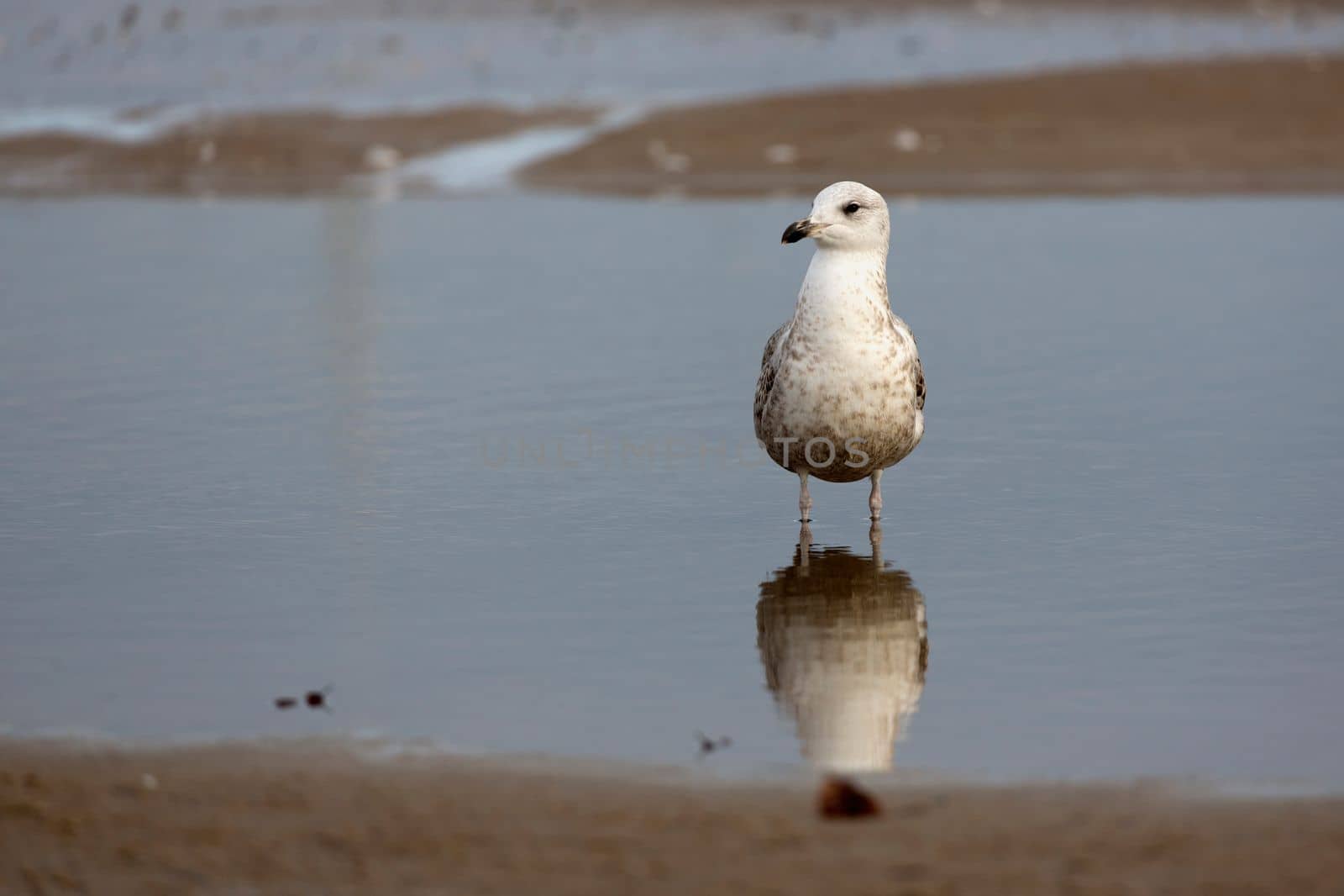 Herring gull in the wild by johan10