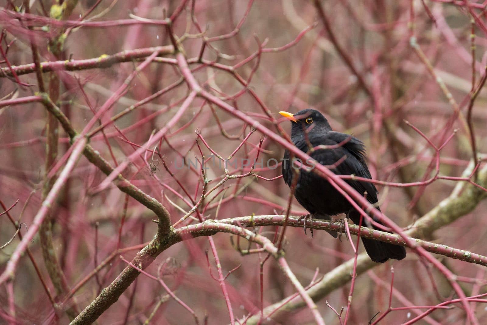 Blackbird on a tree by johan10