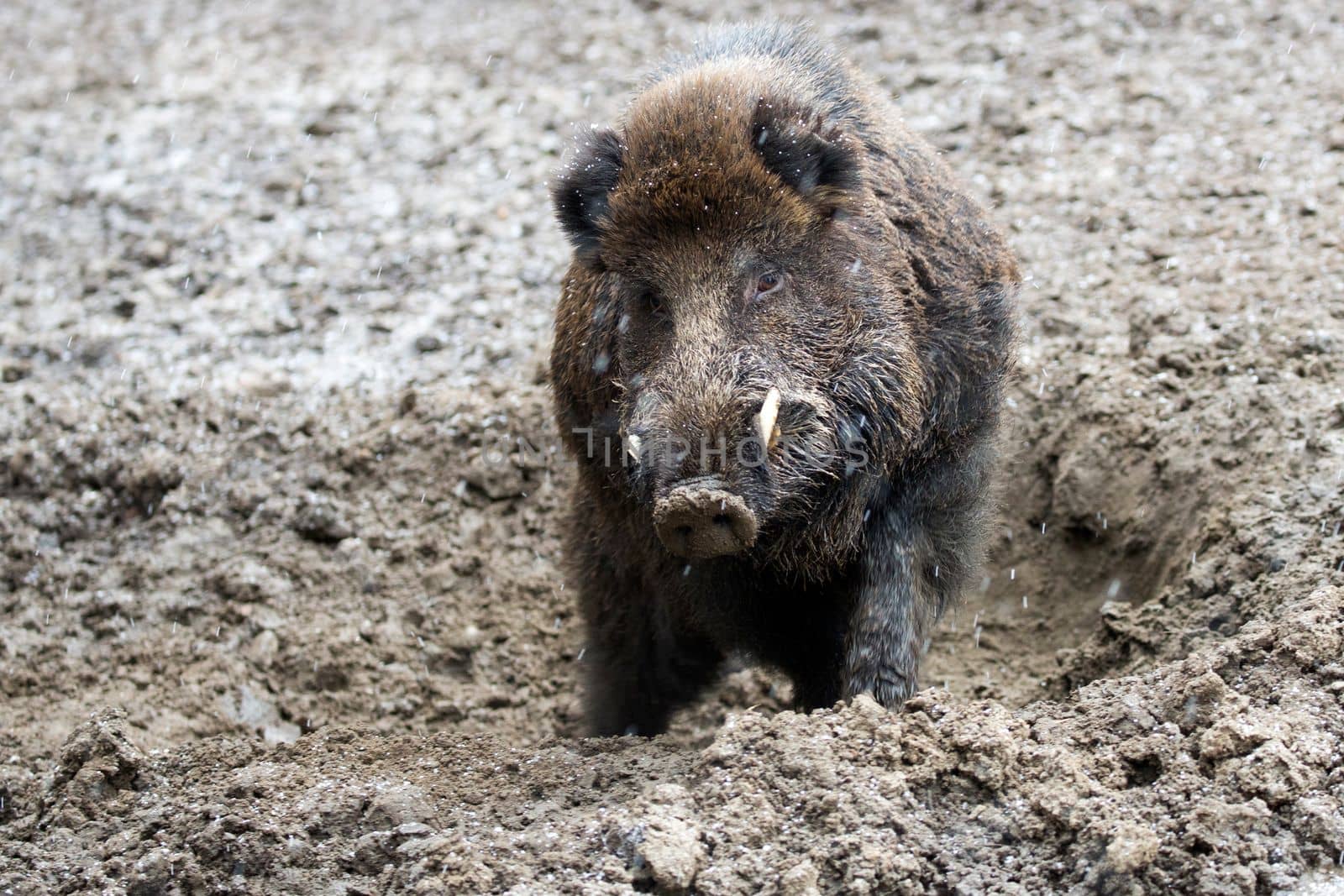 Wild boar in a clearing in the wild