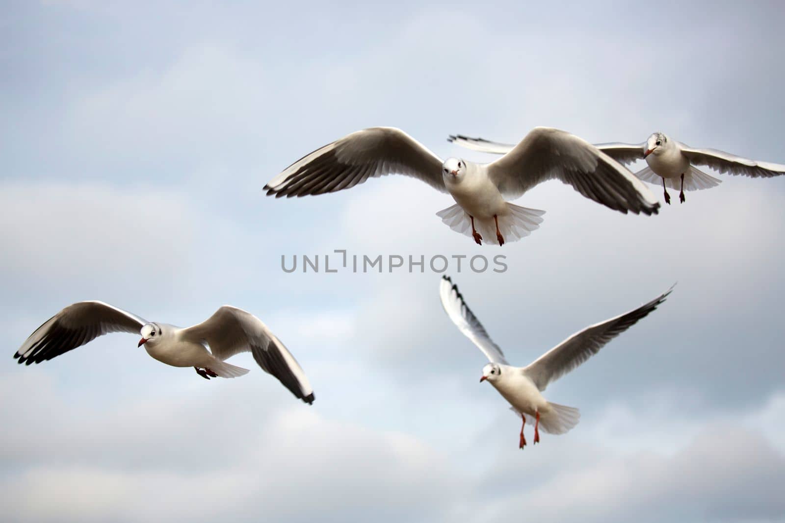 Gulls in the flight in the wild