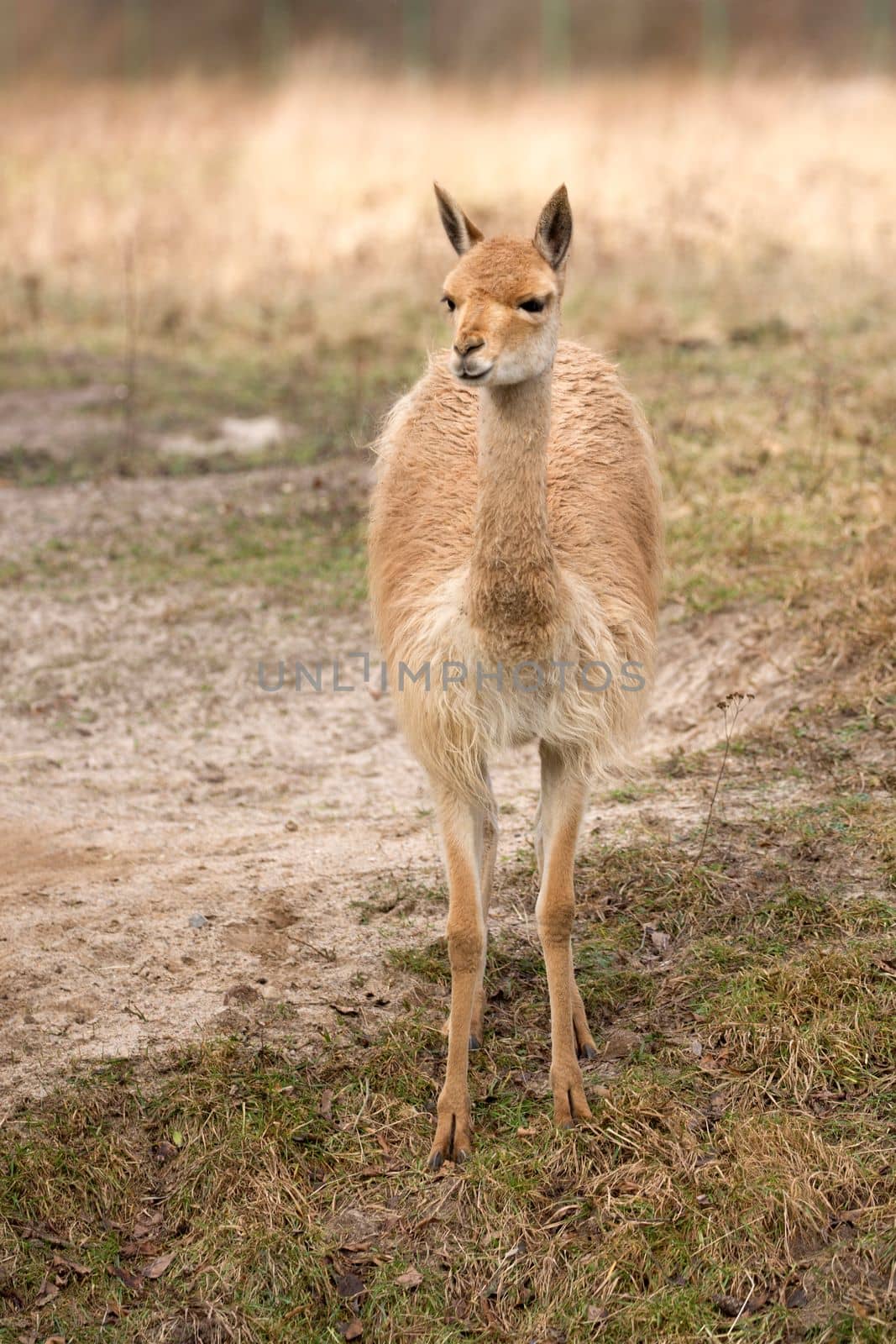 Lama in a clearing in the wild