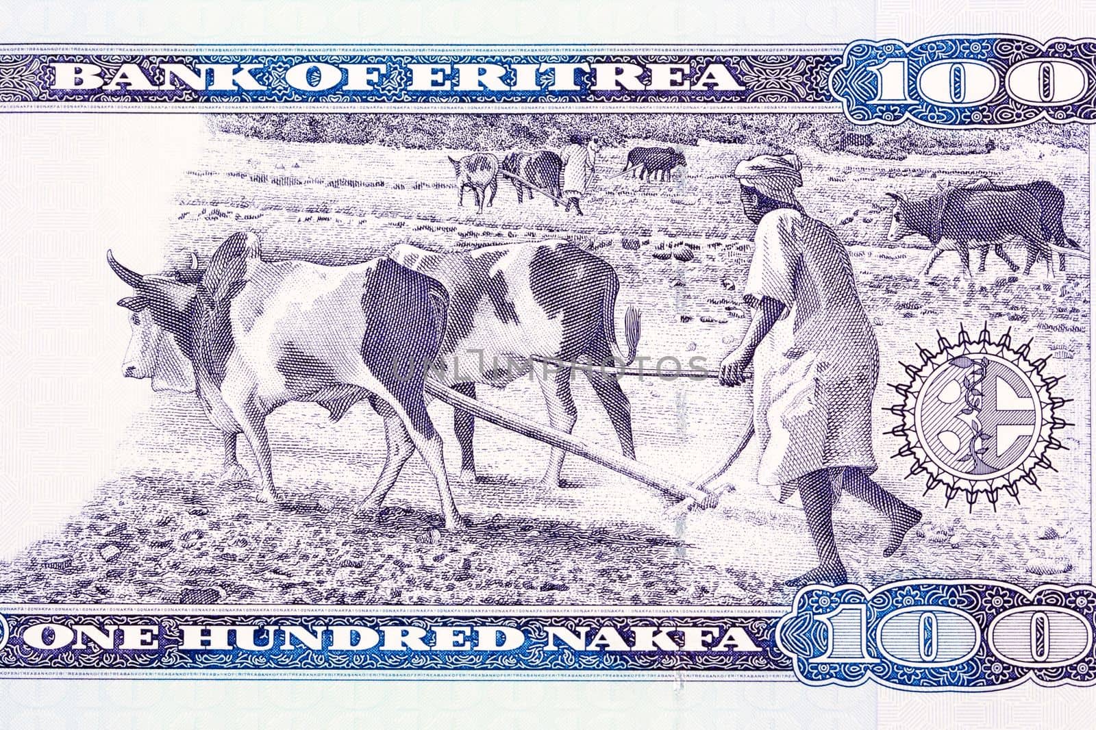 Farmers plowing with oxen from Eritrean nakfa by johan10