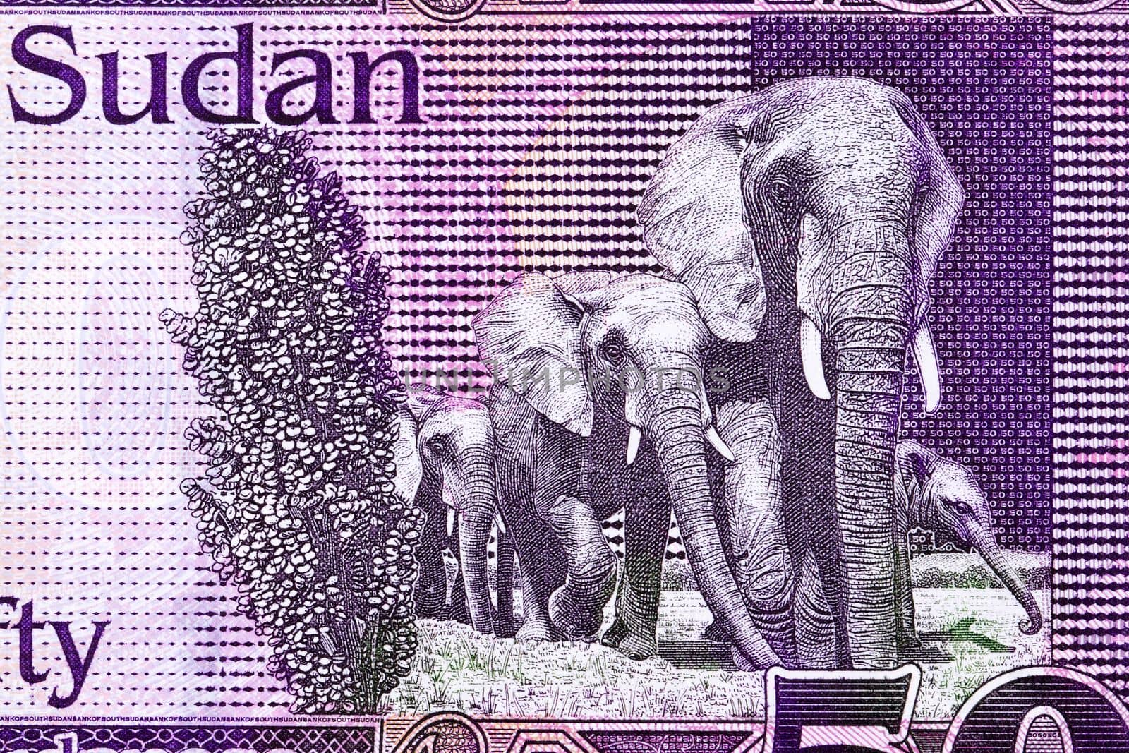 Elephants from South Sudanese money -  pound