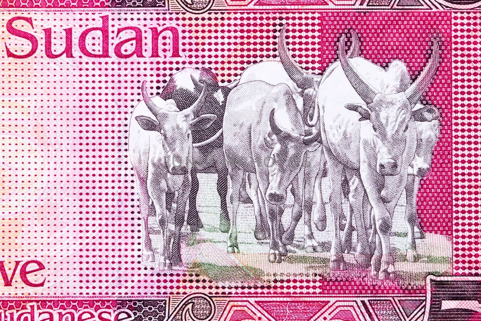 Sanga cattle from South Sudanese money -  pound