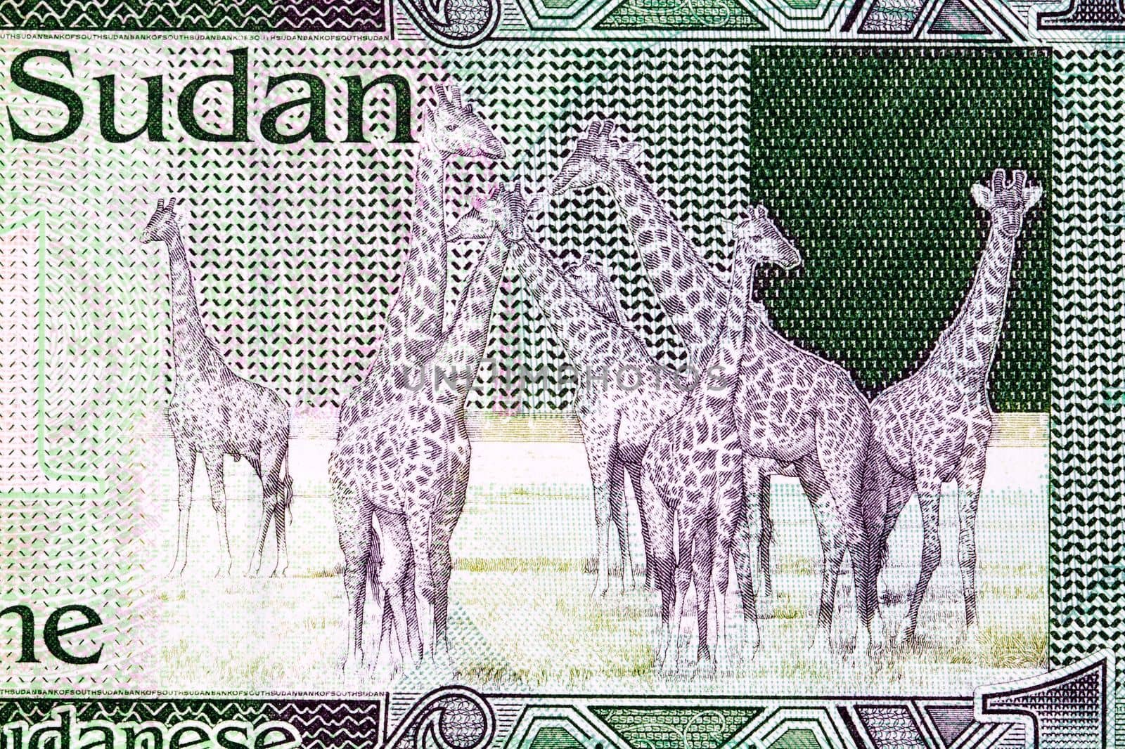 Giraffes from South Sudanese money - pound