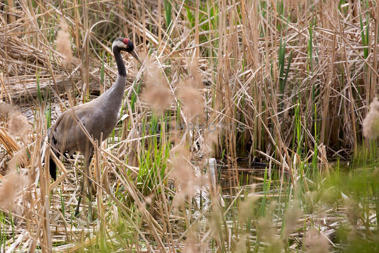 Crane in the wild by johan10