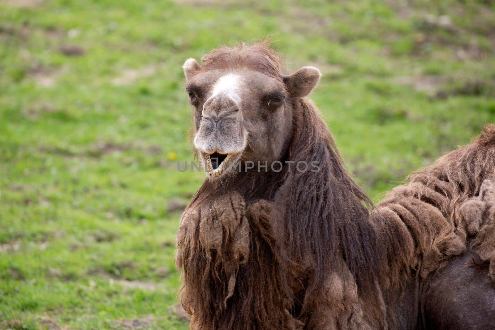 Camel resting in a clearing, a portrait