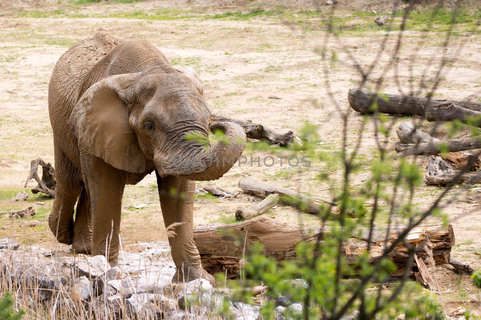 Elephant in a clearing by johan10