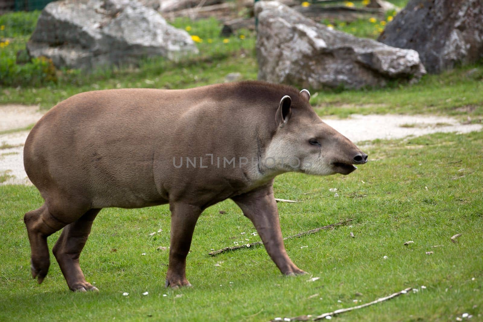 Tapir in a clearing in motion